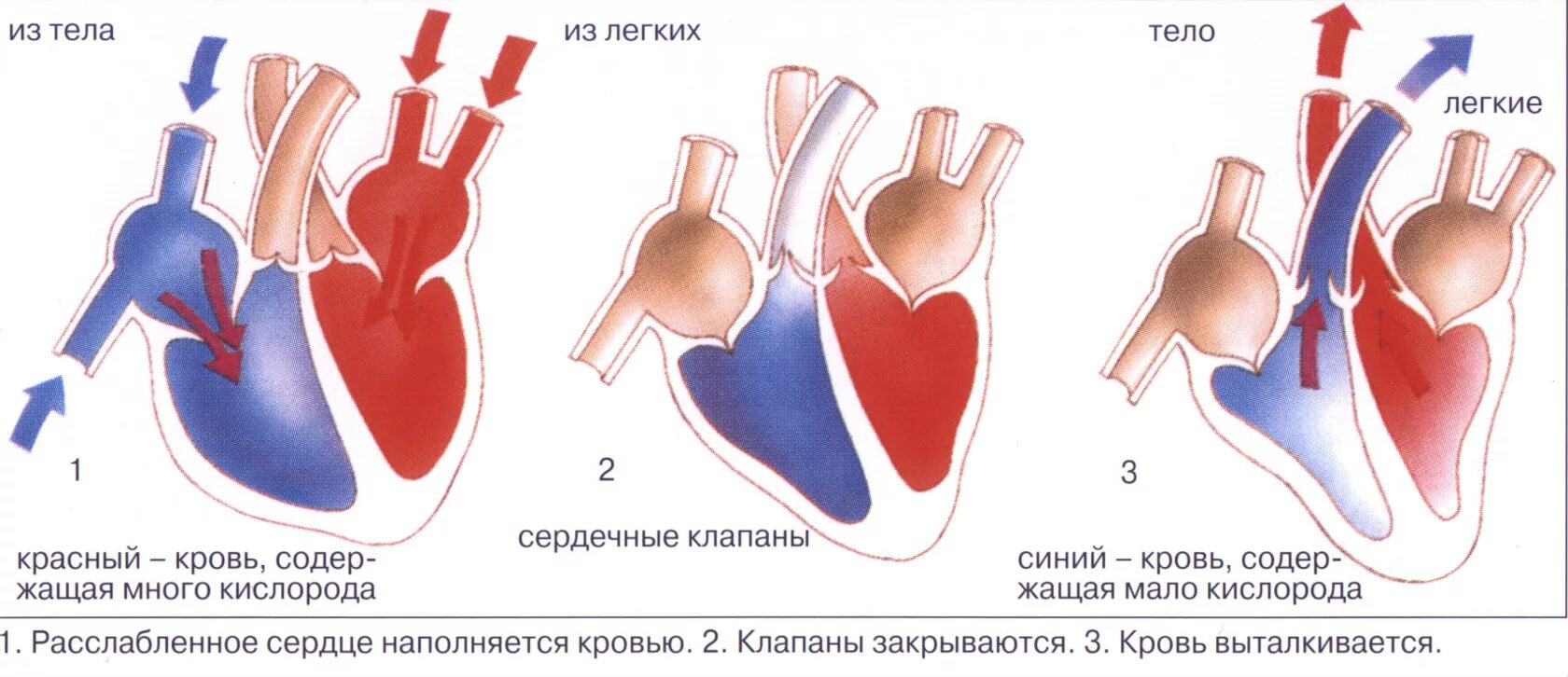 Строение сердца. Строение сердца человека. Работа сердца. Сокращение камер сердца. Систола левого предсердия