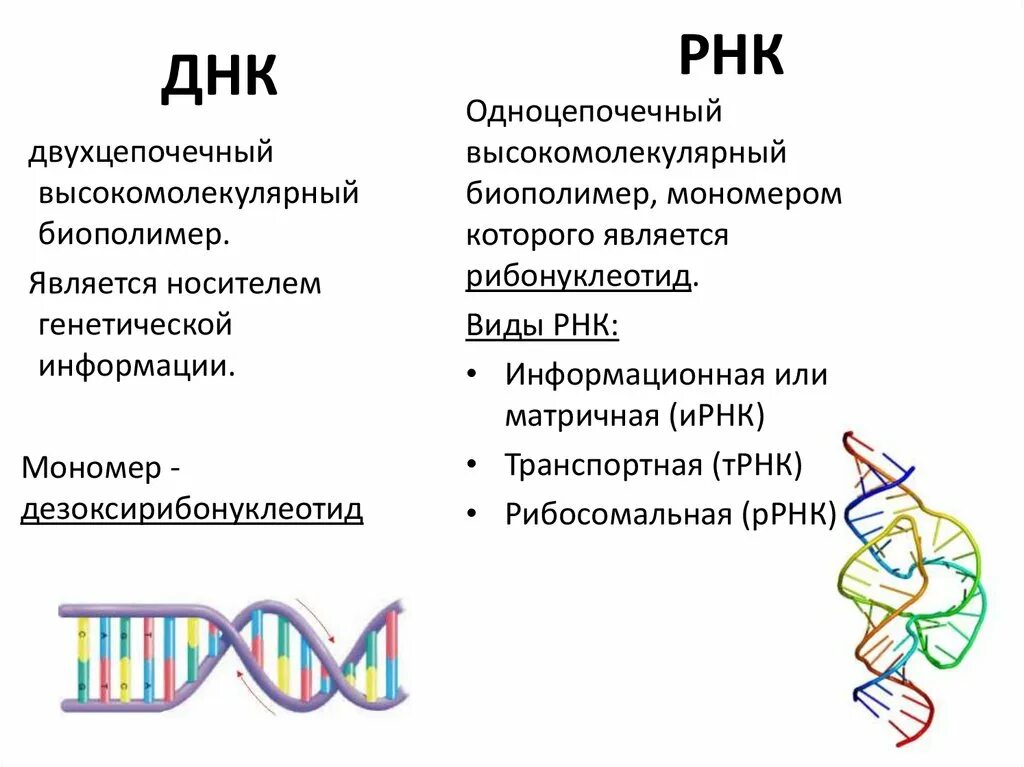 ДНК И РНК. Мономер РНК. Сходства и различия ДНК И РНК. Мономеры ДНК И РНК. Биополимеры рнк