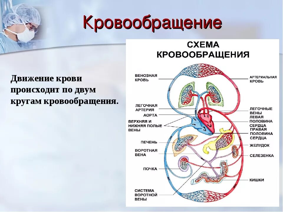 Кровообращение человека последовательность. Анатомия малого круга кровообращения. Схема малый круг кровообращения схема. Схема большого круга кровообращения схема. Движение крови малый и большой круг кровообращения человека схема.