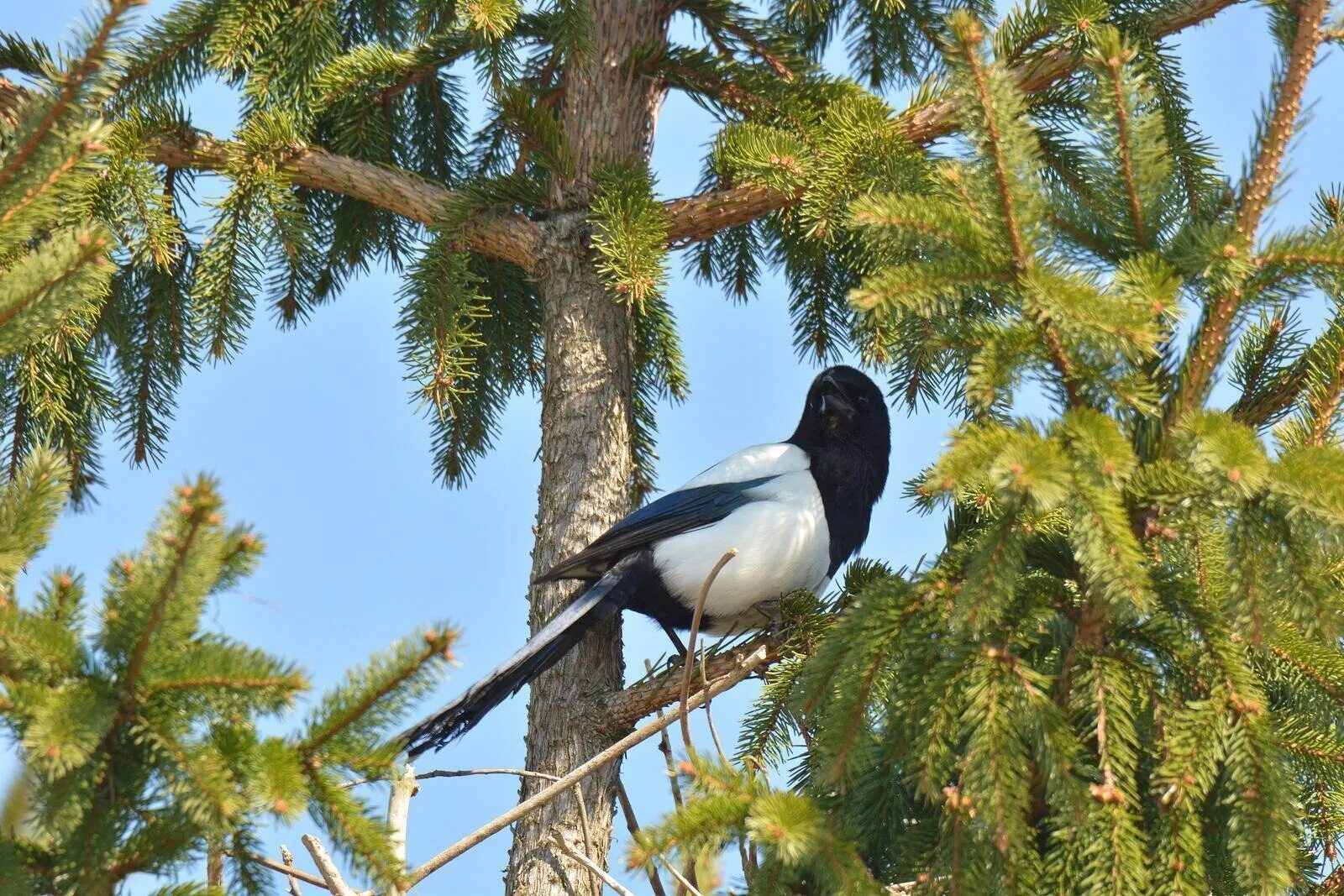 Зимующие птицы сорока. Сорока сегодня. Боровая сорока. Птицы россии сорока. Сорока на дереве.