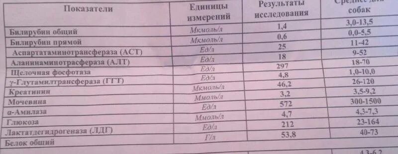 Билирубин повышен у взрослого мужчины причины. Биохимия крови норма непрямой билирубин. Билирубин анализ. Билирубин общий прямой и непрямой повышен. Показатели прямого и непрямого билирубина.