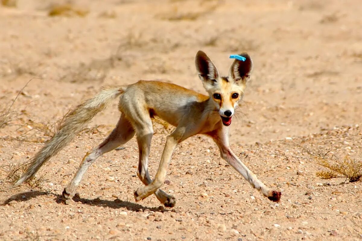 Большеухая американская лисица. Систематика лисицы. Vulpes chama. Лиса и завтрак. Домашняя лиса фенек.