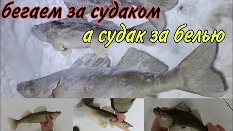 Белью ютуб