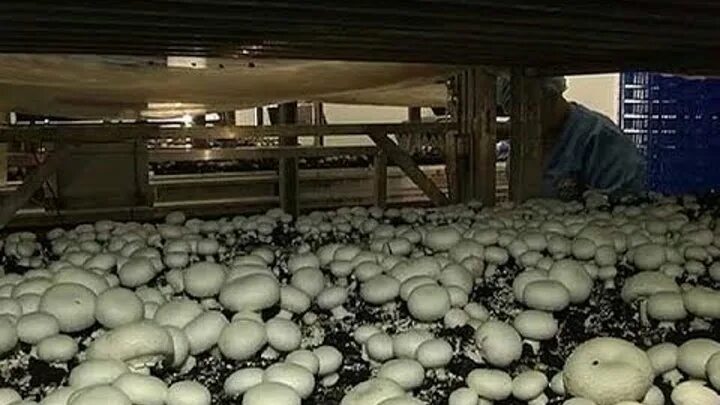 Грибная радуга работа. Шампиньоны грибная радуга. ооо грибная радуга курск. грибы радуга курск. игорь венгловский грибная радуга.