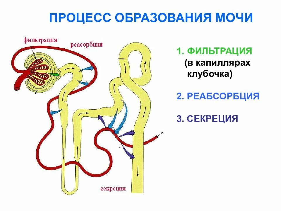 Последовательность движения мочи в организме человека. Механизм образования первичной мочи схема. Этапы образования мочи схема. Процесс образования мочи в нефроне схема. Строение нефрона образование первичной и вторичной мочи.