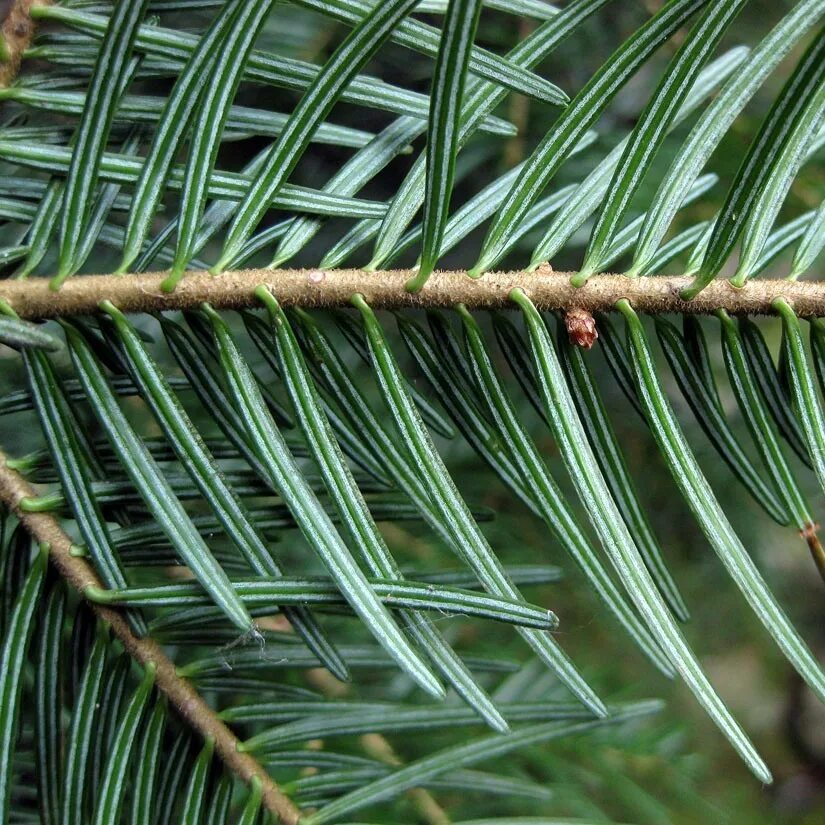 Терпенами пихты. Пихта сахалинская. Полипренолы и долихолы. Терпенами пихты. Со2 экстракт пихты сибирской полипренолы.