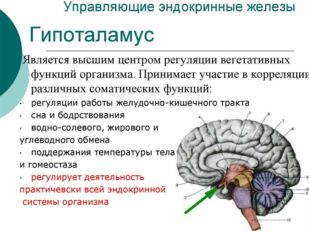 В мозгу есть область. Анатомия человека гипофиз и гипоталамус. Функции отделов головного мозга гипоталамус. Гипоталамус высший центр регуляции эндокринных функций. Структура головного мозга гипофиз.