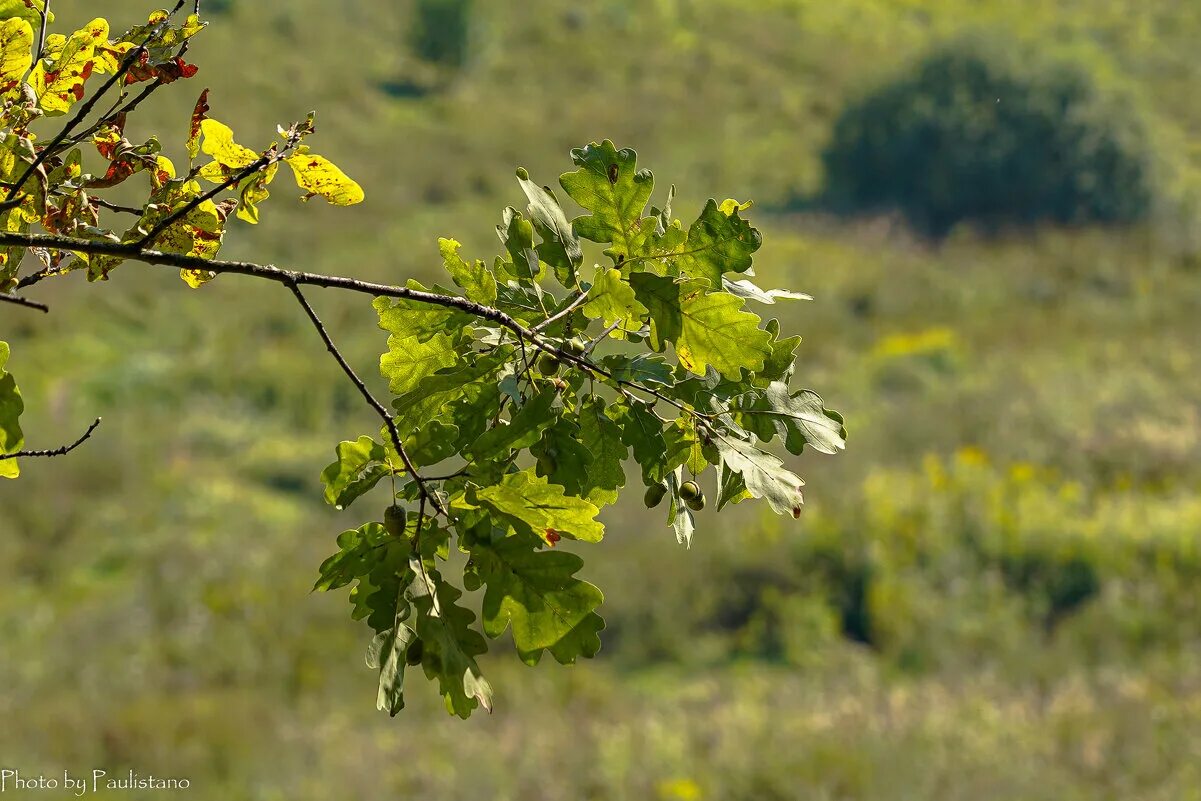 божич праздник сербия. дуб черешчатый. сербия бадняк рождество. дуб черешчатый желуди. дуб черешчатый ветка.