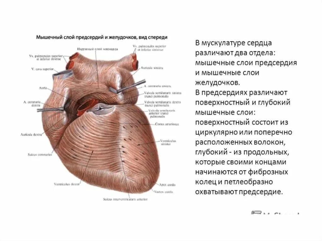 Сердечная мышца ответ