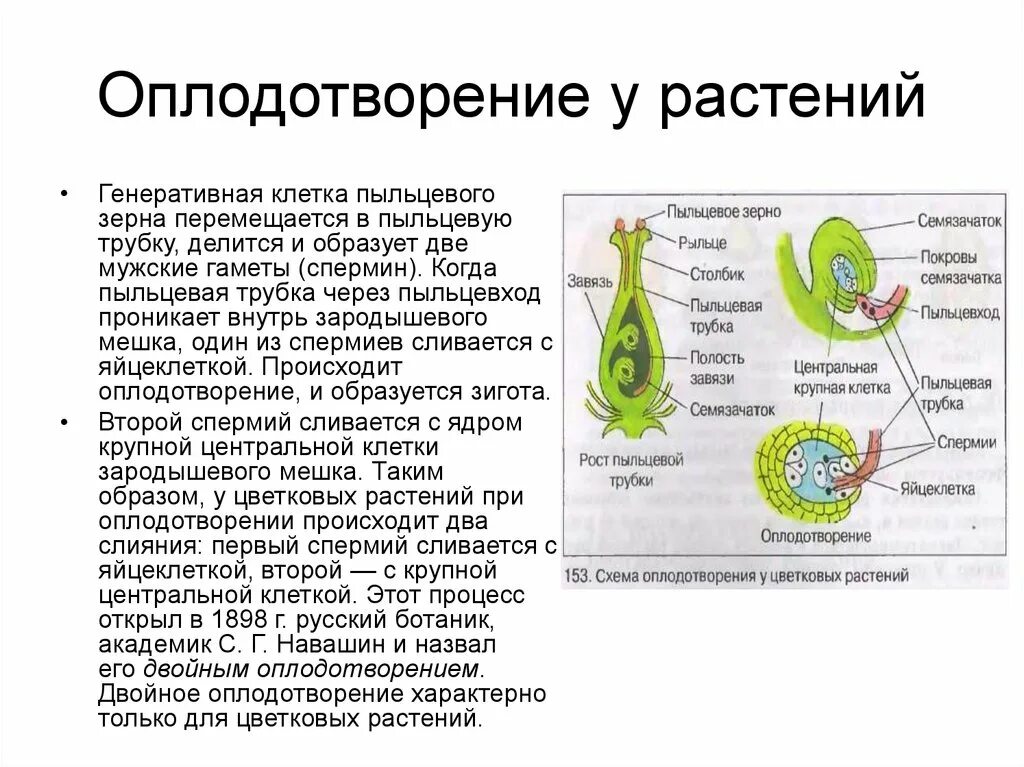 Мужские половые клетки цветковых. Процесс оплодотворения растений биология 6 класс. Рис 89 оплодотворение у цветковых растений. Процесс оплодотворения у растений 6 класс кратко. Процесс двойного оплодотворения цветковых растений 6 класс биология.