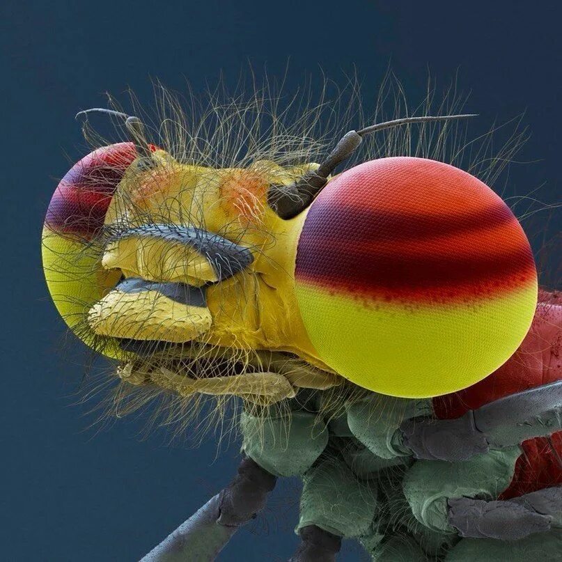 Microorganisms Under a Microscope Hampix Things under a microscope, Microscopic 