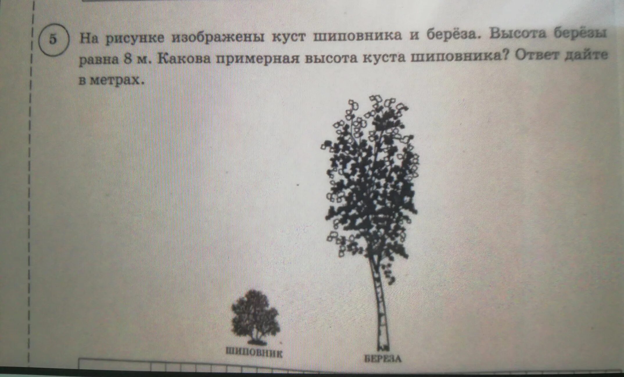 Высота кустарников. На рисунке изображены дерево и растущий рядом куст. Клен красный высота и диаметр кроны. Строение кустарника. На рисунке изображён куст шиповника и берёзы высота березы равна 8м.