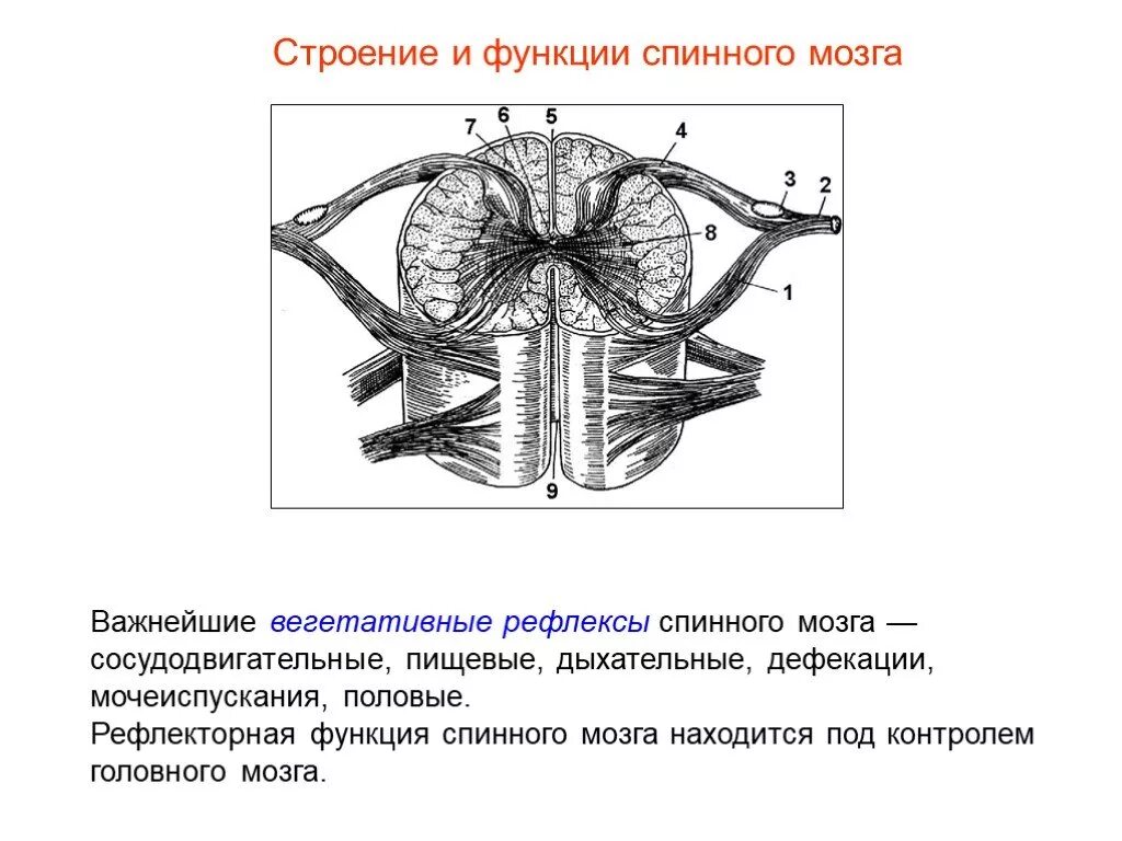 Биология 8 строение нервной системы спинной мозг. Спинной мозг строение и функции анатомия. Спинной мозг строение и функции нервная система. Строение спинного мозга птицы. Строение и функции спинного мозга 8.