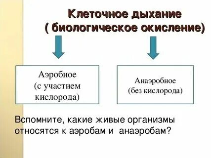 Клеточное дыхание органы