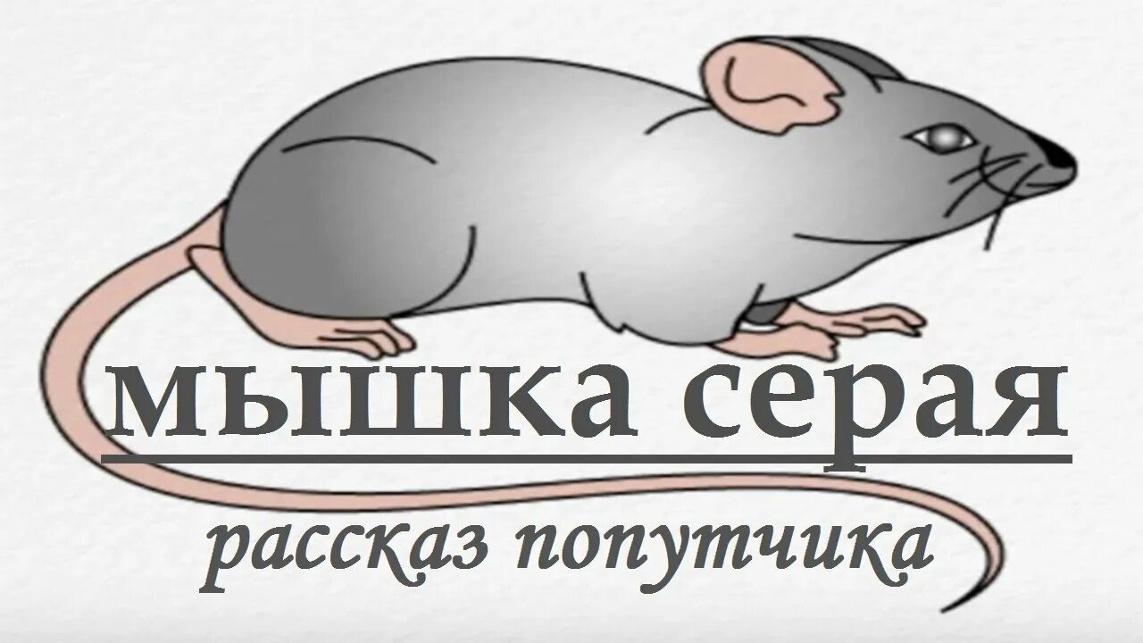 Серая мышка для альфы. Три серых серых мышки. три сереньких мышки. три серых мышки читать. серая мышка на работе.