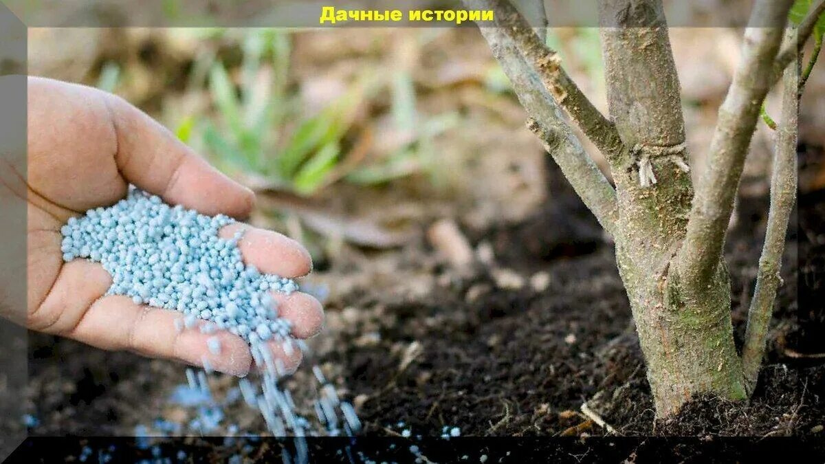 Подкормка плодовых деревьев ранней весной. Подкормка плодово-ягодных деревьев и кустарников весной. когда добавлять амофоскупрт посадкосенью или весной.