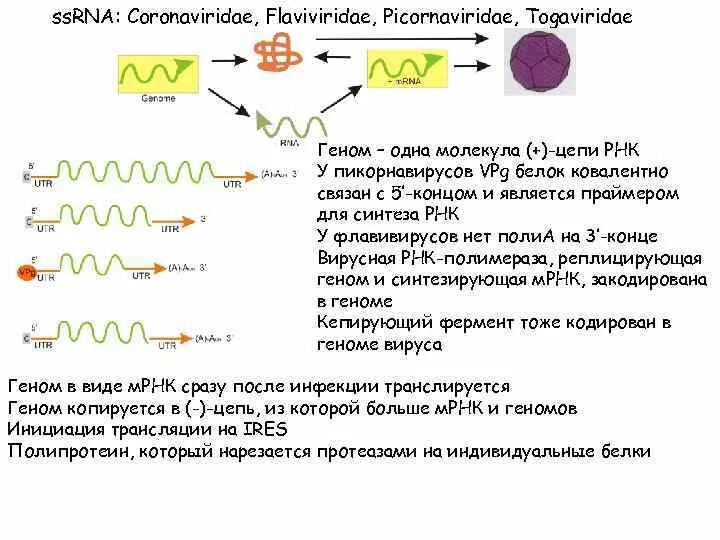 Рнк геномные вирусы. Сегментированный геном вирусов. Сегментированный РНК геном. Несегментированная РНК это. Виды РНК геномов вирусов.