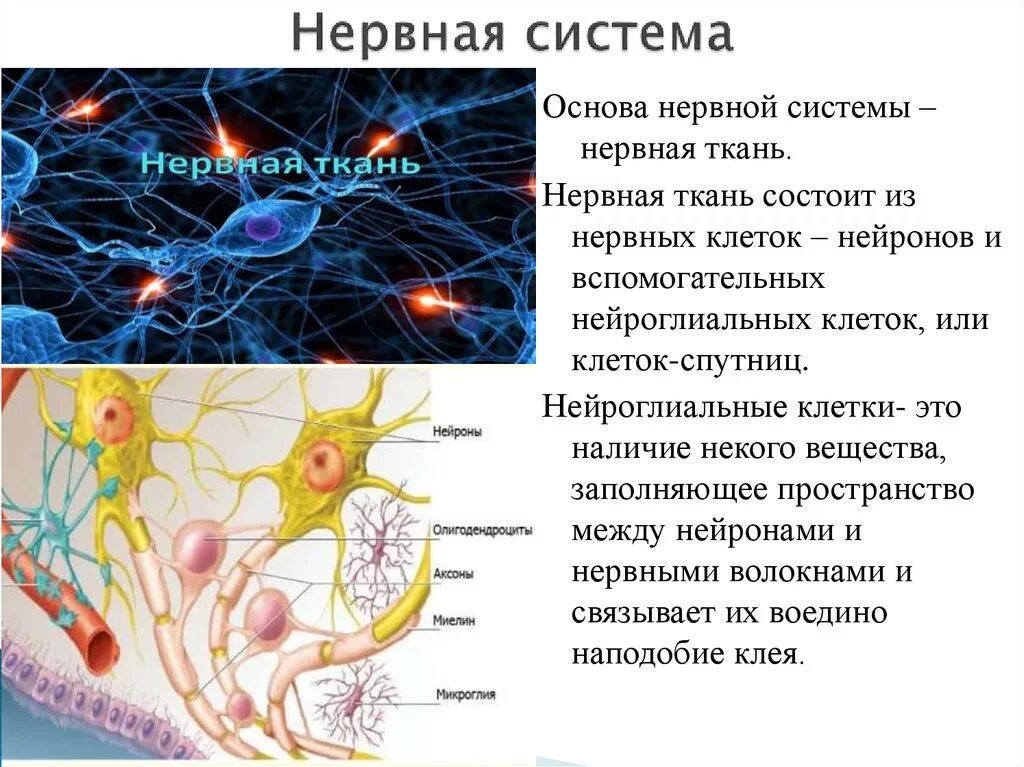 Нервная ткань состоит из собственно нервных клеток. Клетки спутницы нервной ткани. Клетка Спутник в нервной ткани. Нервная система ткани из которых состоят. Нервная система нервная ткань.