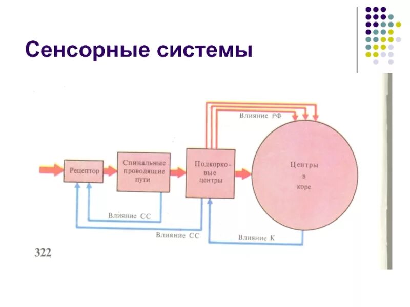 Схема строения сенсорной системы. Общая схема сенсорных систем. Общий план строения сенсорных систем. Структура сенсорной системы схема.