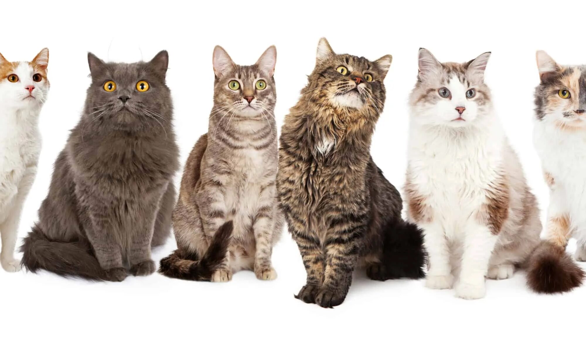 Шесть кошек. Активные породы кошек. Кошки разного возраста. Котики вряд.