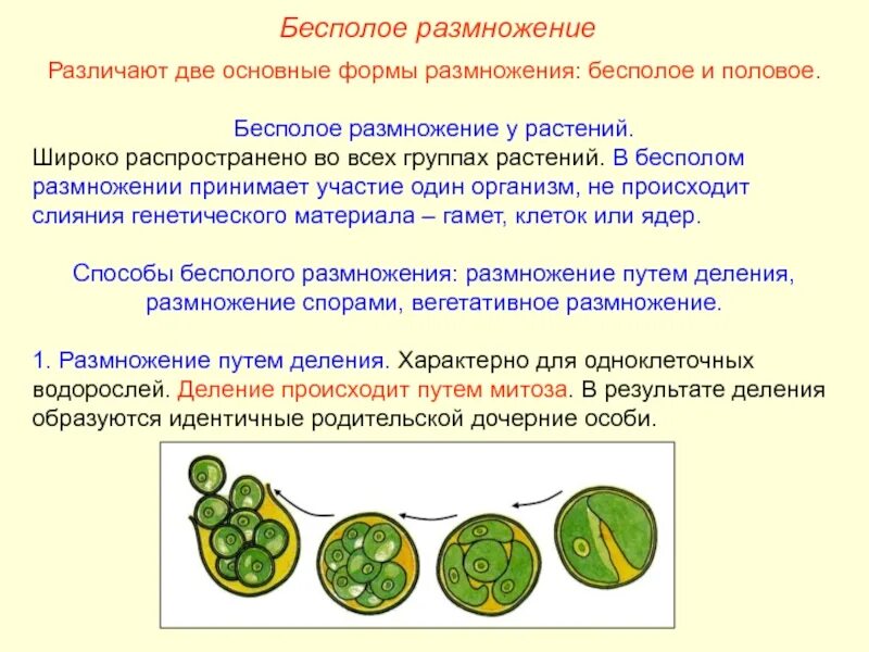 В размножении участвуют споры