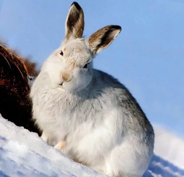 заяц серый. кролик зимой. заяц-русак. кролик в снегу. заяц русак заяц русак.