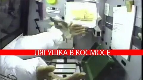 Лягушка в космосе