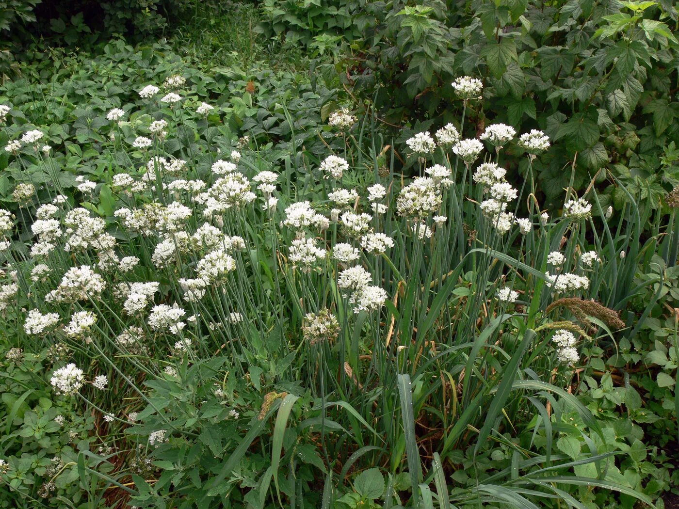 Лук Allium ramosum. Лук душистый (Allium tuberosum). Лук душистый (Allium odorum). Лук джусай.