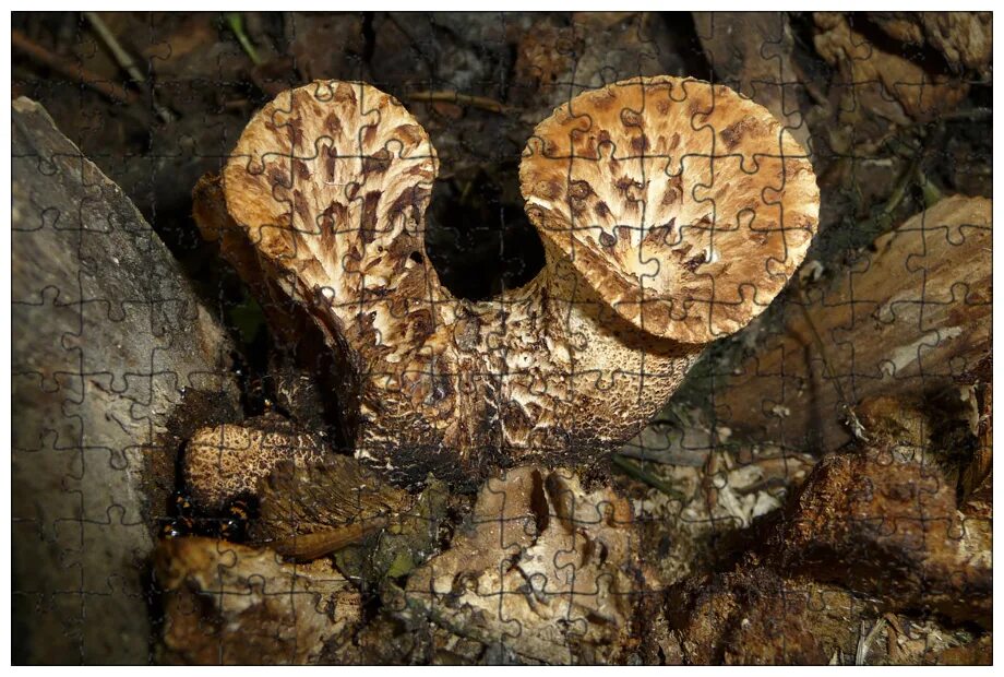 чешуйчатка белогородчатая. грибы на муравейнике. гриб 8 букв. подосиновик желтый. белые грибы с сосочками.