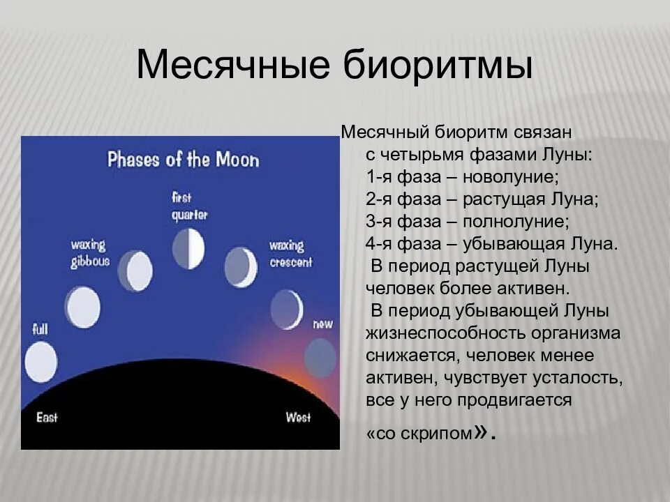 Фазы луны в мае 24. Биоритмы человека. Суточные месячные и годовые биоритмы. Месячные циклы биоритмов. Биоритмы человека презентация.