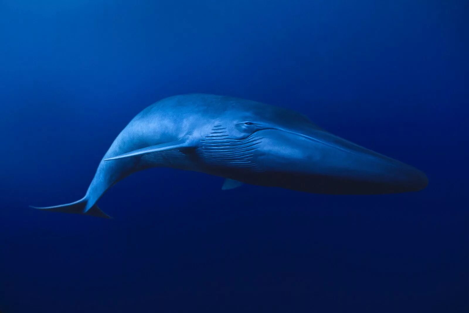 Самое большое животное жившее на земле. Синий кит млекопитающее. Блювал (голубой или синий кит). Голубой кит млекопитающее. Самый большой кит в мире кит.