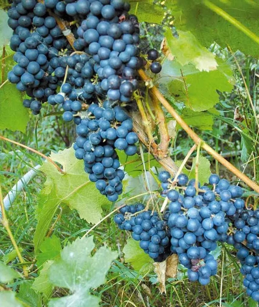 виноград амурский (vítis amurénsis). виноград винифера. виноград амурский триумф. виноград лоза кодрянка. сорт винограда дикий.