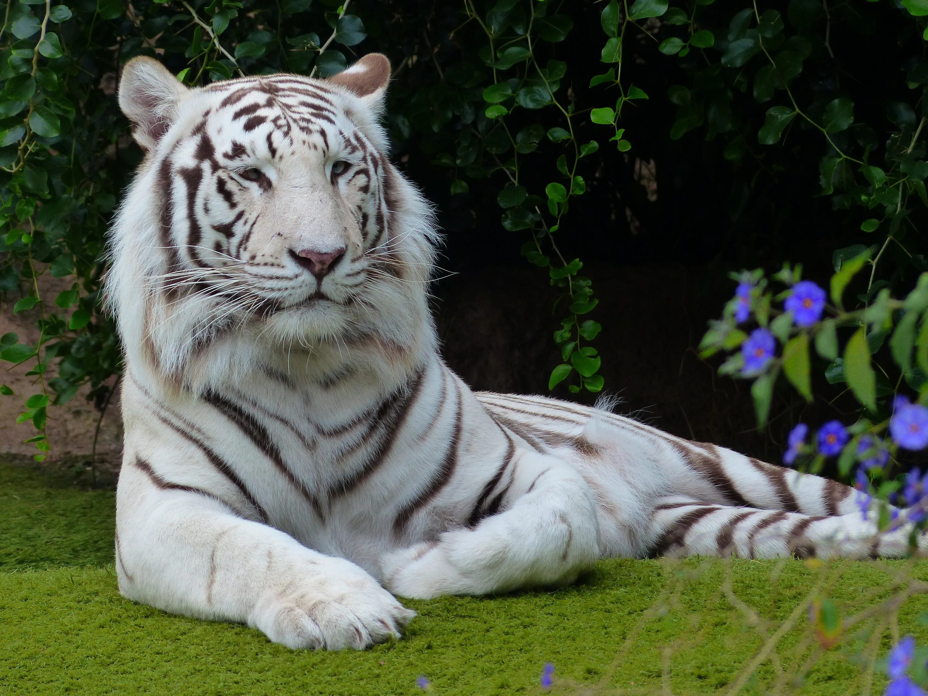 Бенгальский тигр. Белый бенгальский тигр. Амурский тигр белый. Бенгальский тигр альбинос. Бенгальский тигр подвид тигра