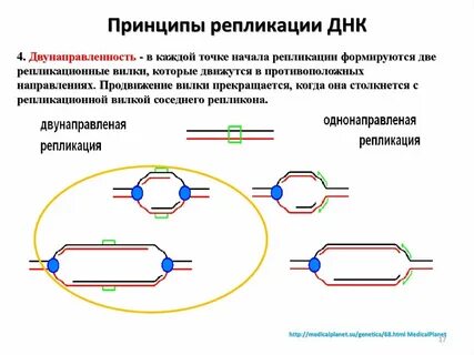 Принципы днк