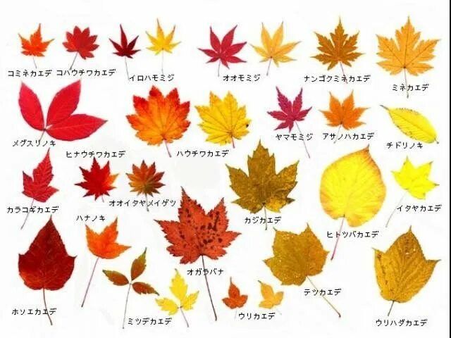 Осенние листья разных деревьев. Осенние листья с названиями. Осенние листочки с названиями. Название осенних листьев.