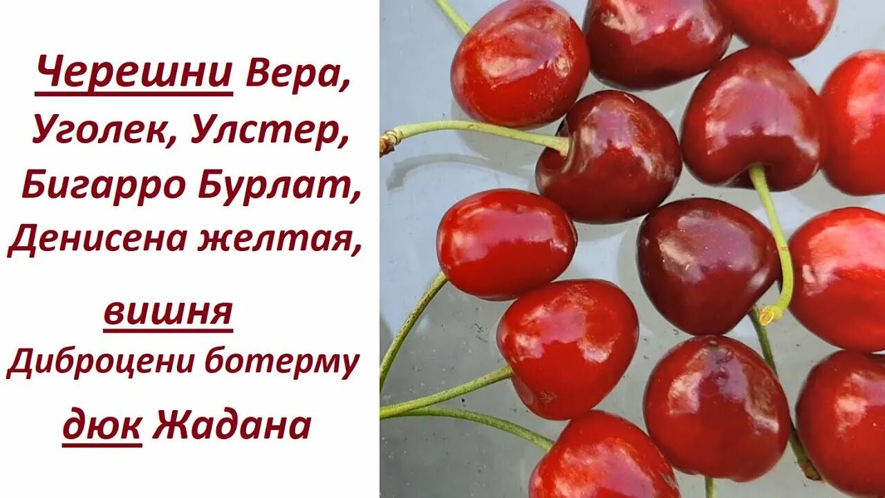 Рвать черешню