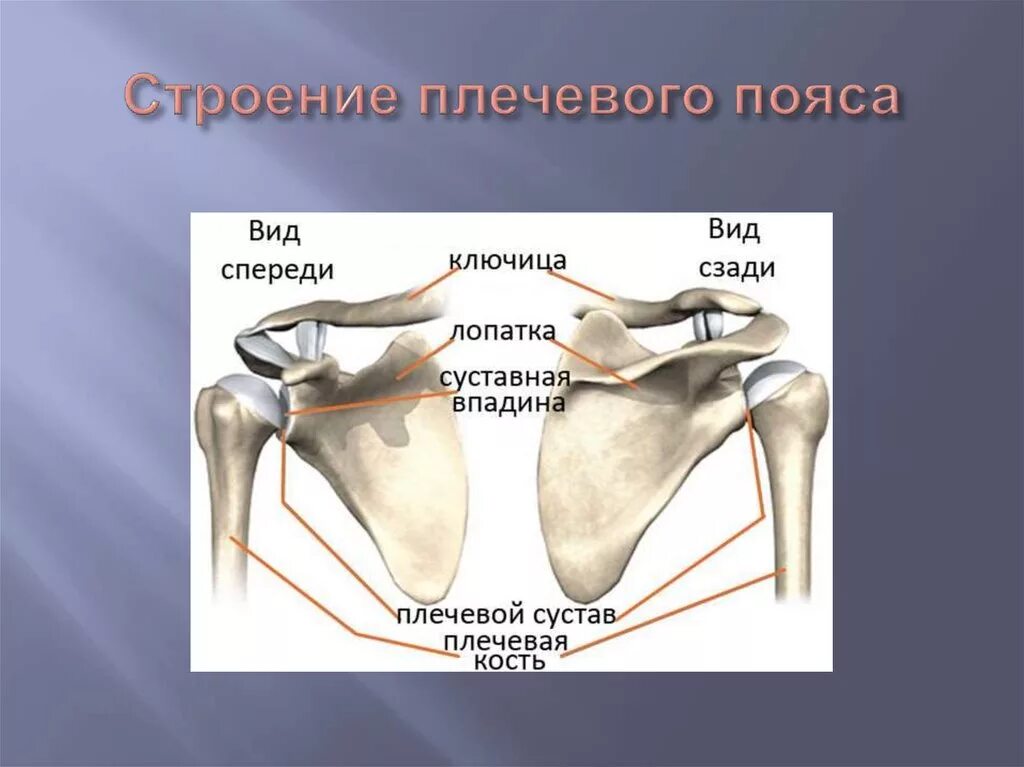 Какие кости образуют пояс верхних конечностей человека. Строение костей плечевого пояса. Строение скелета человека плечевой пояс. Кости плечевого пояса лопатка ключица. Анатомия плечевой кости и лопатки.