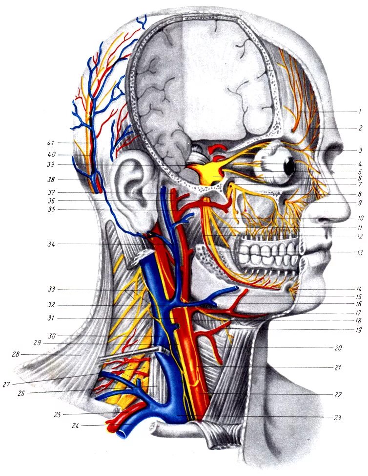 Топографическая анатомия головы сосуды и нервы. Вены и артерии на черепе анатомия. Вены и артерии шеи анатомия. Сосуды шеи топографическая анатомия.