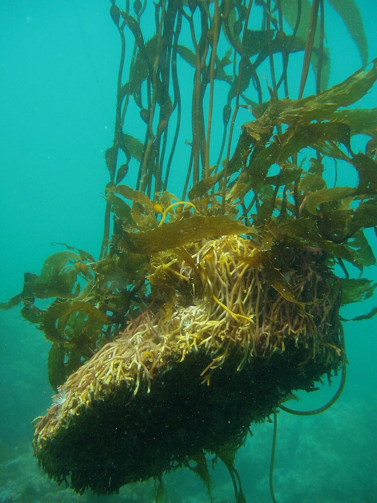 Самые большие водоросли. Macrocystis pyrifera. Макроцистис водоросли. Нереоцистис водоросль. Макроцистист перефера.