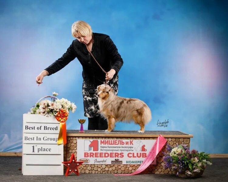 На выставке собак. Выставка собак Россия 2022. Подарки для выставки собак. Выставка собак Россия.