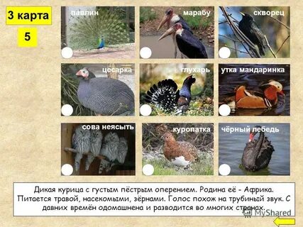 Марабу какой род
