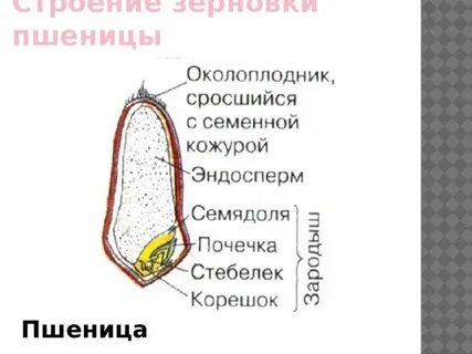 Какое строение имеет зерновка пшеницы 6 класс