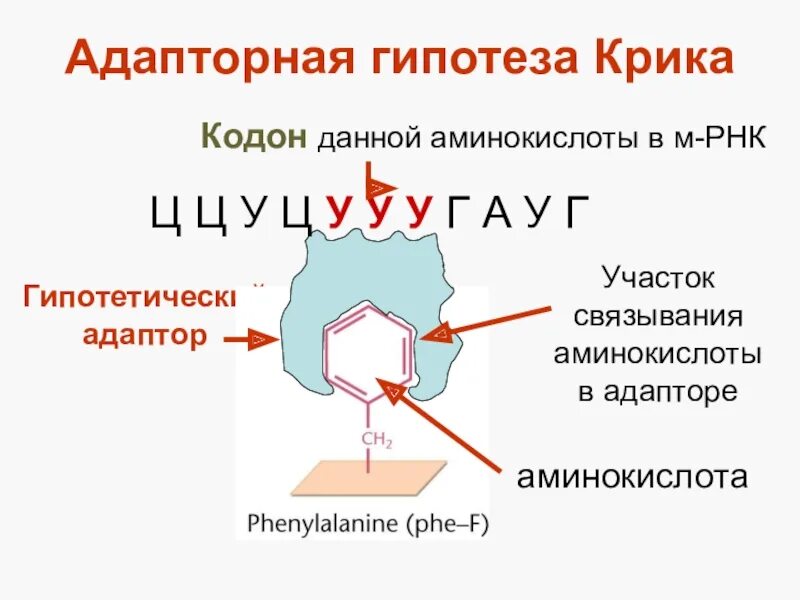 Трансляция тем