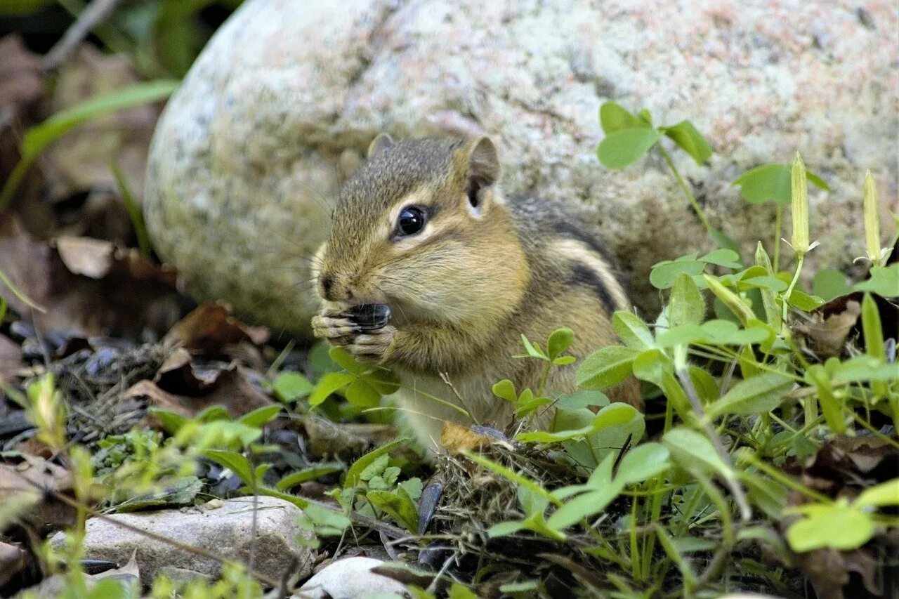 Бурундук neotamias. Амурский бурундук. Сибирский бурундучок. Восточно американский бурундук. Tamias tristis бурундук.