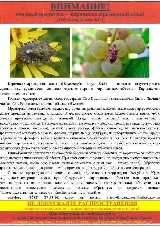 Тип развития насекомых мраморный клоп. Внимание мраморный клоп. мраморный клоп краснодарский. от мраморного клопа. ловушка для мраморного клопа.