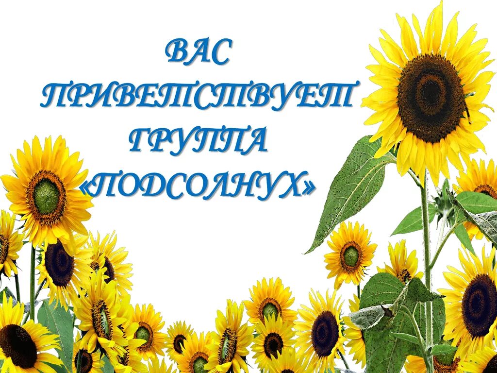 Подсолнушки текст. Группа подсолнухи. детский сад подсолнух. подсолнухи для детей в детском саду. девиз группы подсолнушки в детском саду.