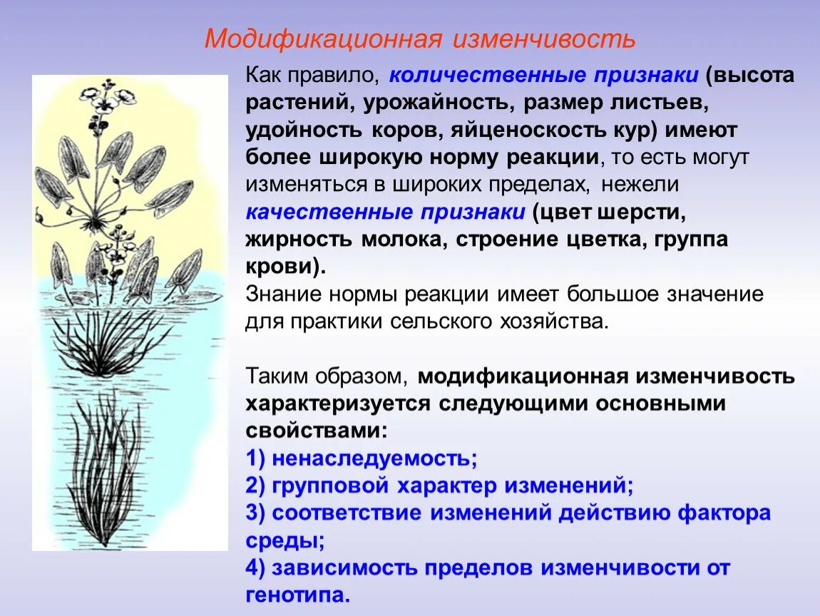 Приведите примеры практического использования знаний модификационной изменчивости Виды модификационной изменчивости и примеры найдено 85 картинок