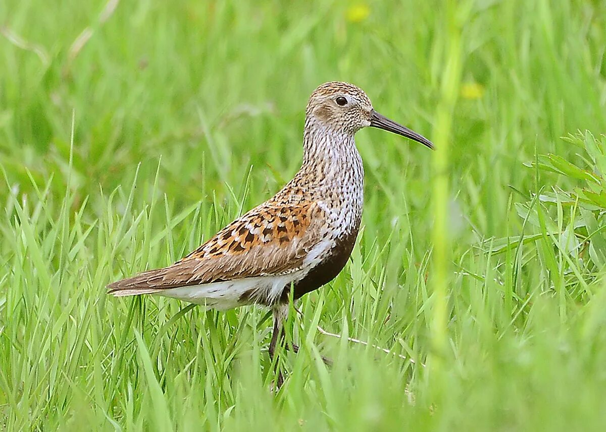 Когда кулики в 2024 году. Чернозобик Calidris Alpina. Чернозобик птица. Сахалинский чернозобик. Дрозд чернозобик.