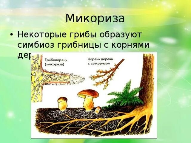 Образуют микоризу с корнями растений. Шляпочные грибы микориза. Эктотрофная микориза строение. Микориза гриба. Что такое микориза у грибов.