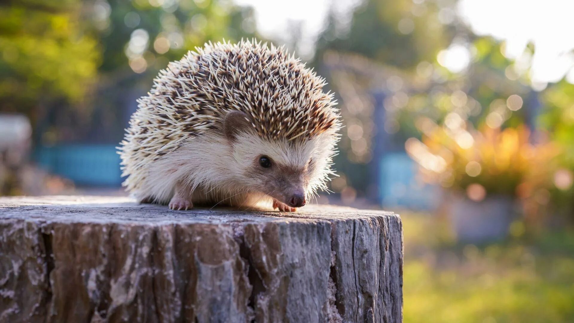 Броненосец похож на ежика как зовут. Ежик на полу. Еж с ежатами. Маленькие ежата. Колючки ежика.
